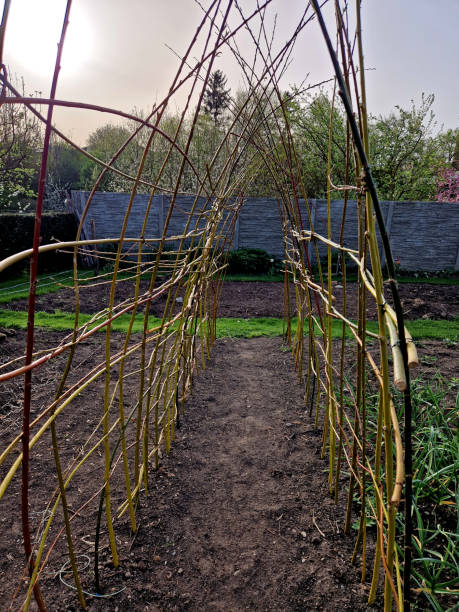 istock a willow tunnel made of wicker is a support for creeping plants. vegetables such as cucumbers and melons can be hung on a trellis where they will not succumb to mould 2148949229