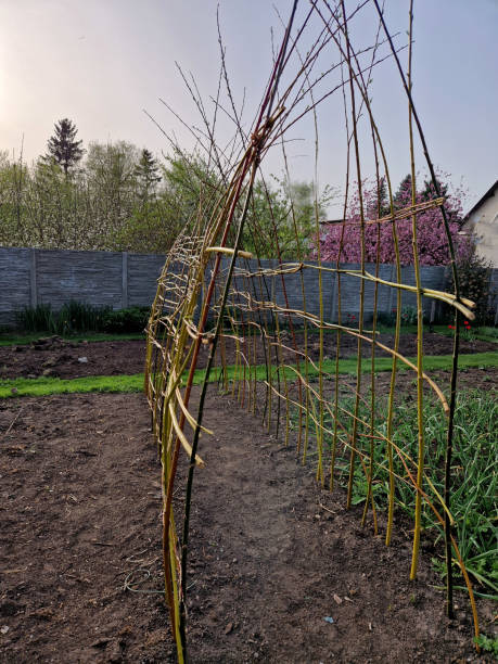 istock a willow tunnel made of wicker is a support for creeping plants. vegetables such as cucumbers and melons can be hung on a trellis where they will not succumb to mould 2148949230