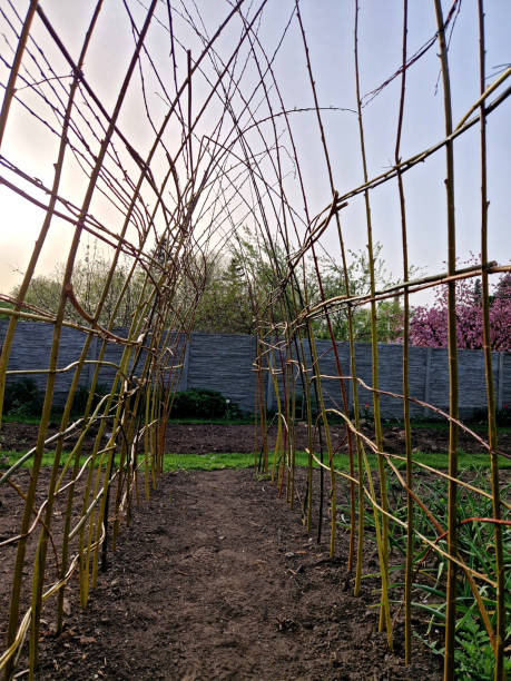 a willow tunnel made of wicker is a support for creeping plants. vegetables such as cucumbers and melons can be hung on a trellis where they will not succumb to mould