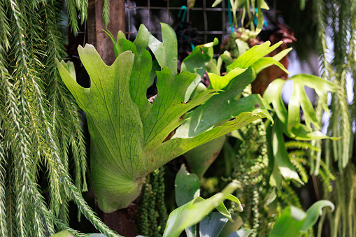 Staghorn Ferns add a touch of exotic beauty to any garden with their unique foliage and distinctive appearance. Hanging them on a wooden board creates a natural and rustic feel, enhancing the tropical ambiance of the garden.