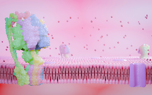Simulated image of cell membrane, a component of cell wall proteins. Glycoprotein and Glycolipid cholesterol, Peripheral Protein and Lipid Bilayer. 3D Rendering
