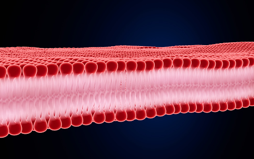 Simulated image of cell membrane, a component of cell wall proteins. Glycoprotein and Glycolipid cholesterol, Peripheral Protein and Lipid Bilayer. 3D Rendering