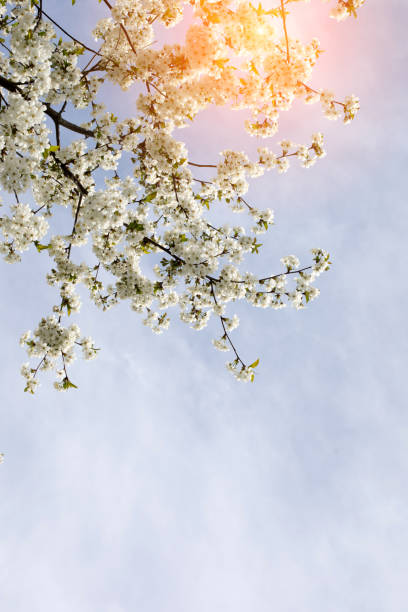 Blooming branches of cherry on a background of blue sky, selective focus. Natural flowering background