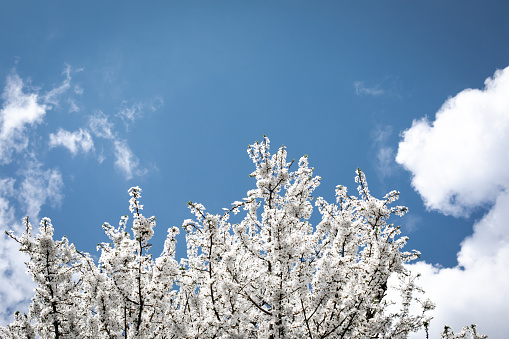Natural background of white flowering branches. Blooming branches of cherry on a background of blue sky on sunny day, selective focus