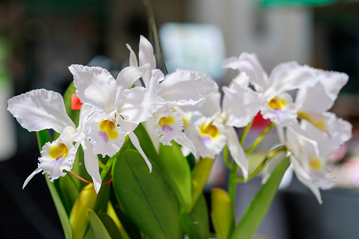 Close-up of beautiful white orchids growing in a tropical garden