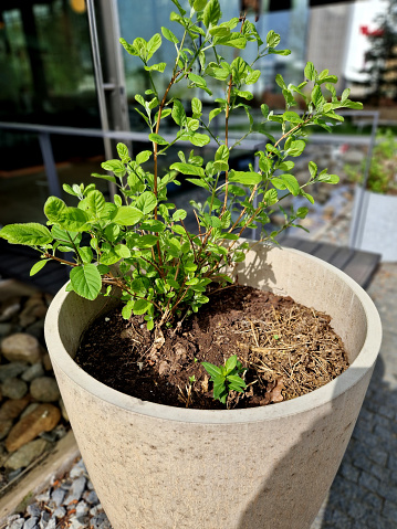 hydrangea, latifolia, macrophylla,