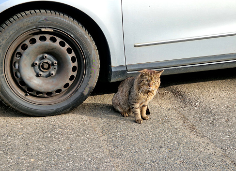 a cat that looks like a miniature lion is sitting by the car. he has an elongated muzzle and generally commands respect. a new breed of guard street cat