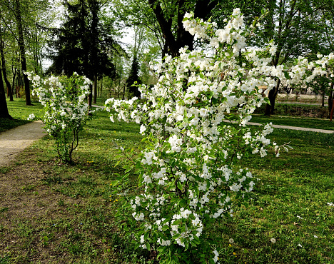 Ornamental apple trees in the park on the square have the shape of shrubs branching directly from the ground. They are wrapped in lots of small cherry-sized red apples. grass, spring, evereste, malus, sargentii, scarlet, toringo
