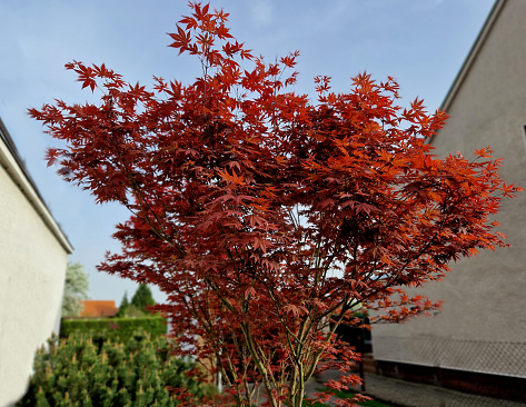 Bloodgood backdrop of a Japanese garden. It is a taller shrub of air habit. thicken the crown to create a relatively compact habitus.
  the leaves are deep red, usually seven-lobed,  not change color, palmatum, acer