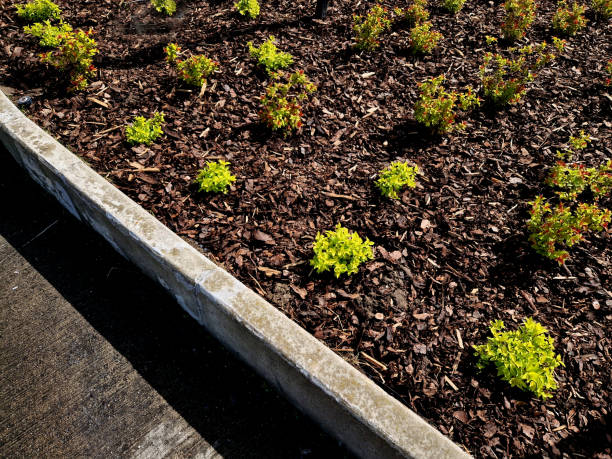 istock yellow-leafed low bushes in a flowerbed on the street, shaped into a sphere. creates a compact, spherical shrub. This low deciduous shrub grows very slowly. The leaves are small, simple with a serrate 2148951253