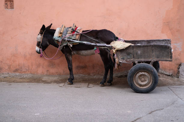 istock harnessed mule, donkey, traditional mule-drawn cart, use non-motorized means goods transportation, exotic street scene, Morocco 2148951630