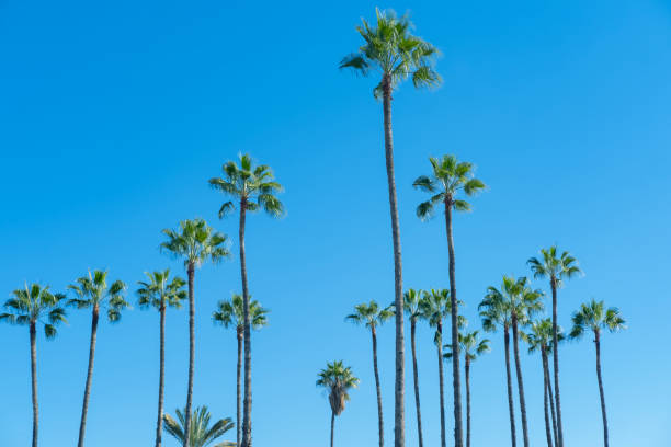 istock tropical tall African Sabal fan palms gracefully sways against blue sky, transcendence infinity tropical background, banner for travel agencies, hotels, airlines and beverages 2148952514