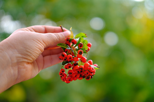 ripe red berries in female hand, Pyracantha coccinea, blurred natural landscape in background, autumnal atmosphere, natural environment, interaction with plants, nature protection, blank for designer