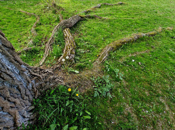 asphalt pavement is built too close to the old poplars, which gradually destroy the road surface with their roots. on strong roots, cracks form and protrude through large bumps, protrude