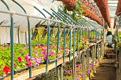 Greenhouse. Blooming petunias in pots. Small business, selling flowers