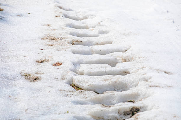 Tire tracks in fresh snow