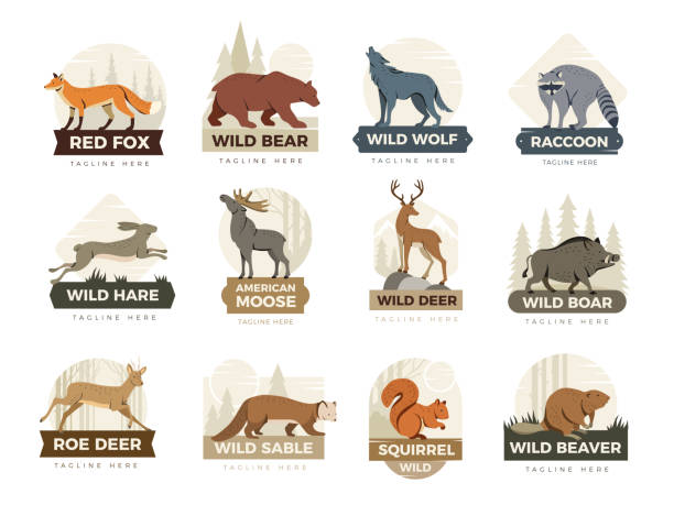 Animal labels. Badges with illustrations of different wild animals recent vector templates of beaver, squirrel, sable, boar and deer Animal labels. Badges with illustrations of different wild animals recent vector templates of beaver, squirrel, sable, boar and deer, moose how to draw a moose drawing stock illustrations