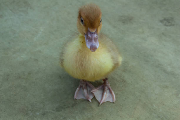 Yellow duckling, close-up, poultry farming, farm animals. High quality photo