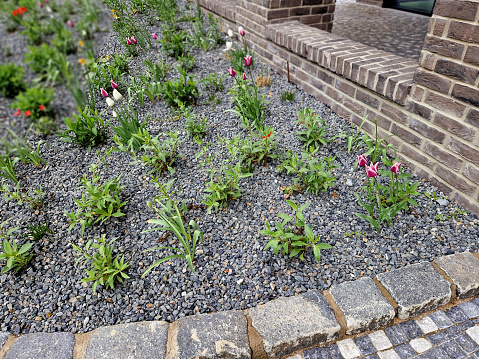very effective combination of an ornamental flowerbed and retaining walls made of metal and concrete. blooming tulips with grasses sprouting, mulching, tulips