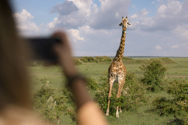 istock African giraffe photographed by a tourist. 2148954913