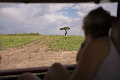 African giraffe in nature reserve being watched by a female tourist from a jeep.