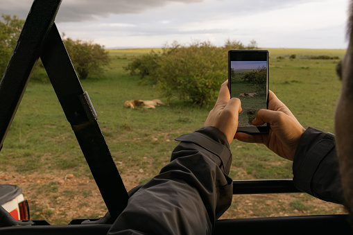 Close up of unrecognizable male tourist photographing wild lion with his cell phone during safari trip in wilderness.