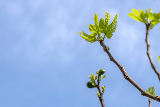 Close Up A Fig Tree At Amsterdam The Netherlands 14-4-2024