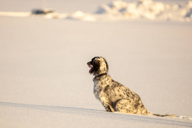 British setter dog is standing on snow.Hammerfest - Norway.