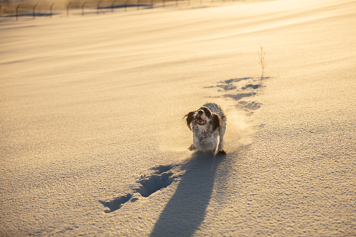 Young setter dog is playing on snow in winter.