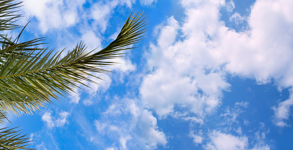 blue sky with clouds over exotic palm leaves, tropical African date palm Phoenix dactylifera, transcendence, natural beauty tropics, infinity tropical background, banner for travel agencies, hotels