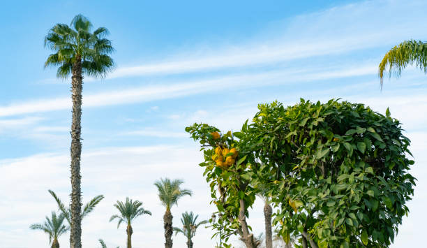 blue sky over tropical African date palm Phoenix dactylifera with clouds, concept transcendence, natural beauty tropics, infinity tropical background, banner for travel agencies, hotels, airlines