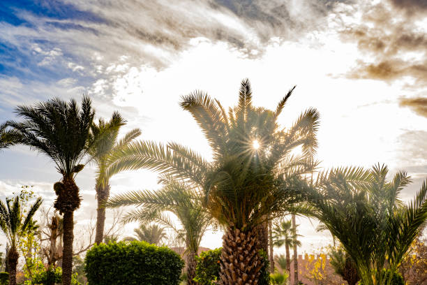 beautiful palm tree in nature