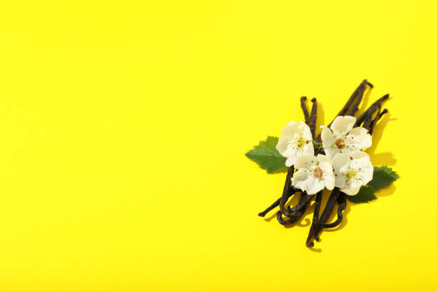 Vanilla sticks with white flower on white backgrounds.