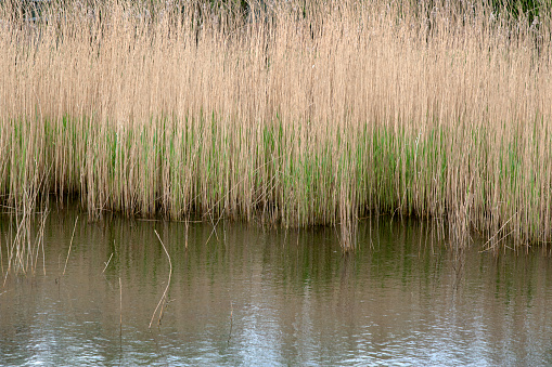 Reeds and trees at the edge of a river flowing through the countryside in Cambridgeshire, England.