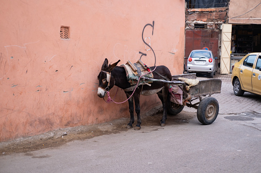 harnessed mule, donkey, traditional mule-drawn cart, use non-motorized means goods transportation, exotic street scene, Morocco, Marrakech, Morocco - January 3, 2024