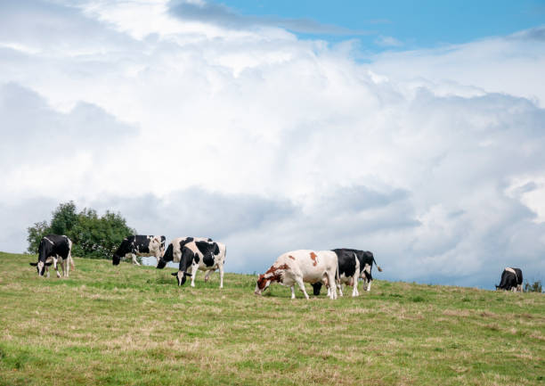 A wide-angle landscape photograph capturing the essence of the Azores: happy cows grazing in lush green meadows surrounded by thick Atlantic mist. Perfect for dairy industry marketing and travel editorials.