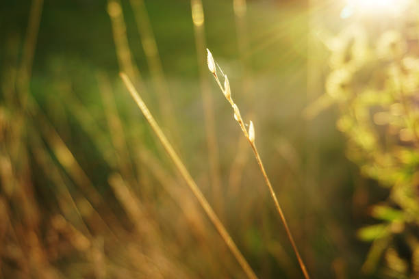 blade of grass, meadow, field, close-up, summer, nature, landscape, eco, green, sunshine, ray of light