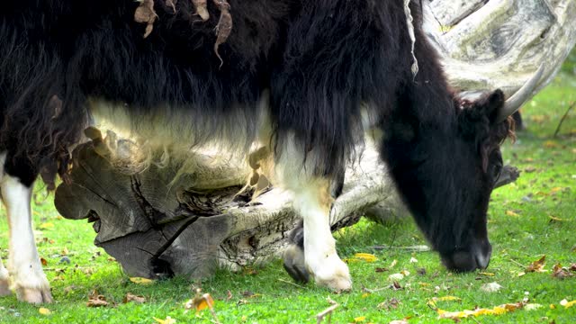 A highland yak cow eating