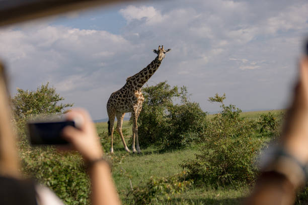Giraffe photographed by a tourist in wilderness.