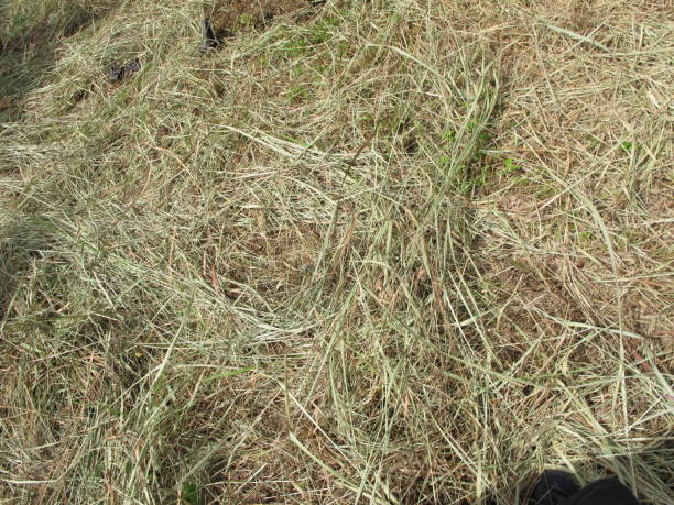 istock Haystack of fresh hay in agriculture for livestock 2148958362