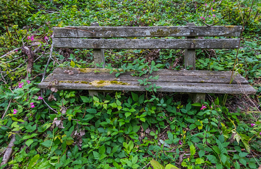 old overgrown wooden bench in the natur and forest with lot of green plants in the summer