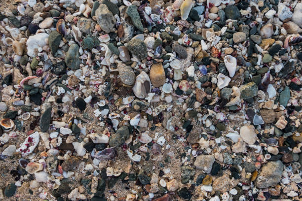 istock different colorful shells corals and stones at the beach on vacation 2148958688