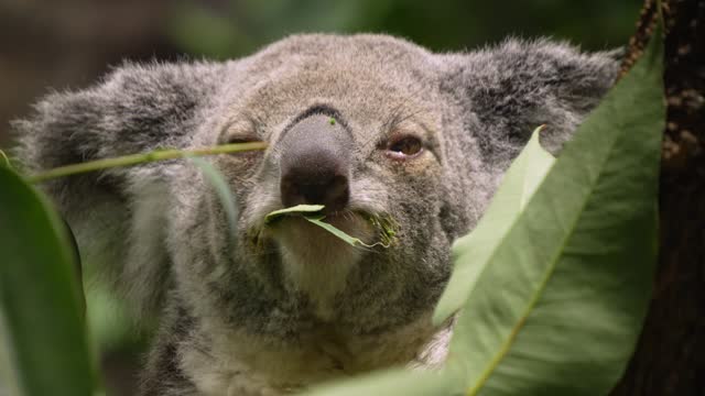 Close up of Koala bear eating