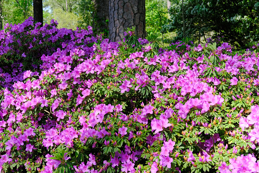 Beautiful springtime blooms of Azelea bushes