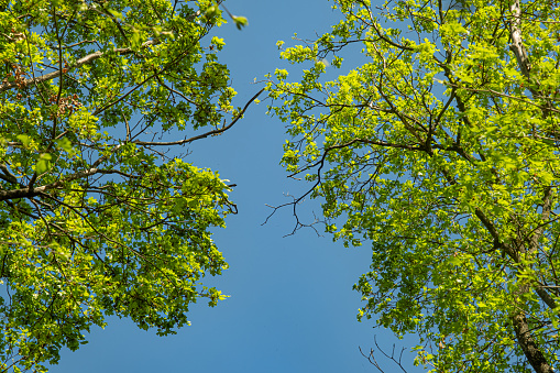 View upwards in beech forest in spring in clear sunlight with an opening against blue sky, Sibiu, Romania