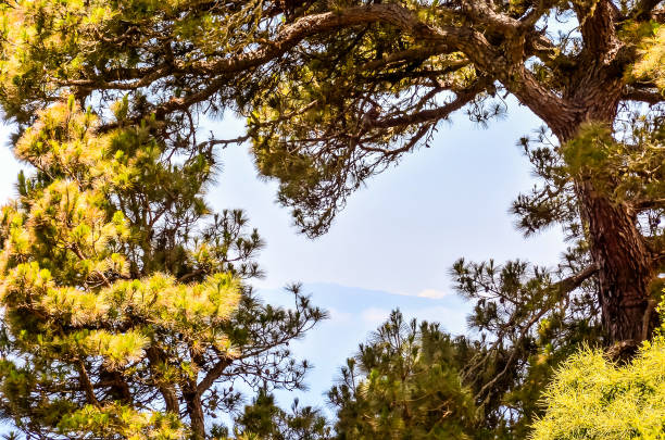A tree with a branch that is pointing to the sky. The sky is blue and clear. The tree is surrounded by other trees