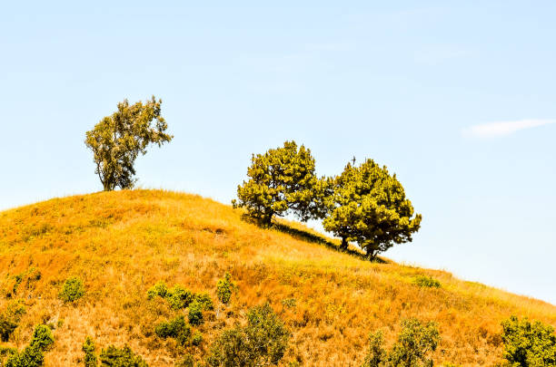 Three trees are on a hillside, with the tallest one in the middle. The hill is covered in grass and the sky is clear