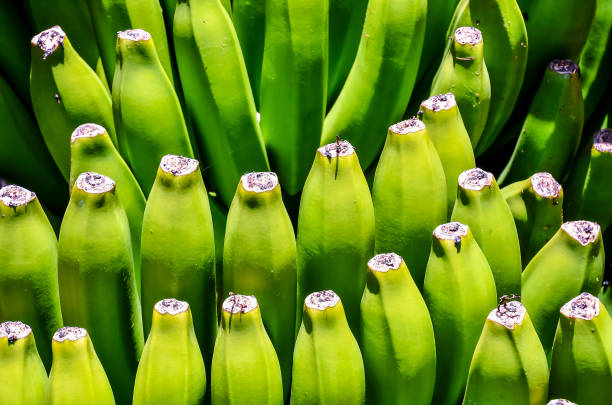 Green banana fruits on the plant in the garden