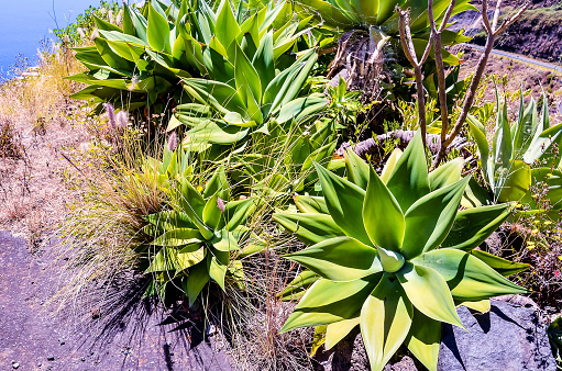 A bunch of green plants with one of them being a cactus. The plants are growing on a rocky hillside