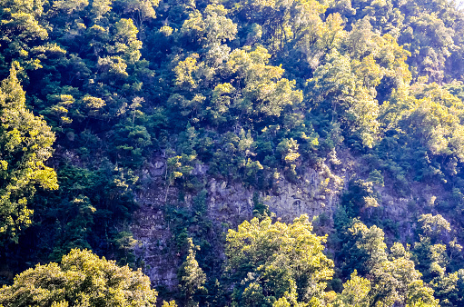 A forest with trees and a rocky cliff. The trees are green and the sky is blue